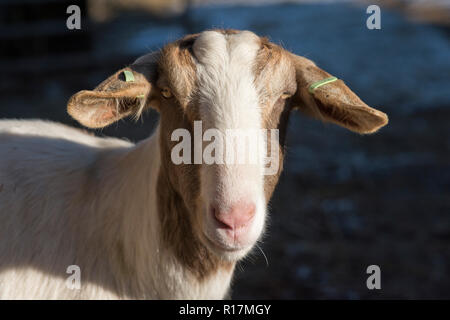 Boer cross nanny goat with ear tags, progeny of milking goats kept at a pet, Berkshire, February Stock Photo