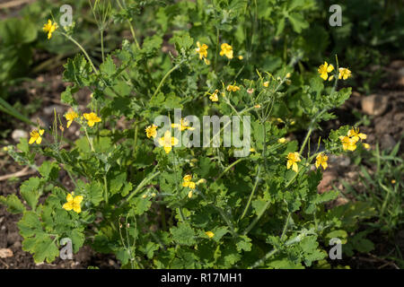 Young leaves and flowers of a greater celandine, Chelidonium majus, in spring, Berkshire, May Stock Photo