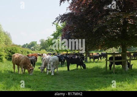 A mixture of breeds of beef cattle grazing on pasture at Hungerford Common in early summer, Berkshire, May Stock Photo