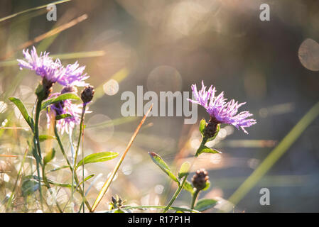 dandelions, light, reflections, meadow, meadow flowers, village, landscape, nature, bokeh Stock Photo