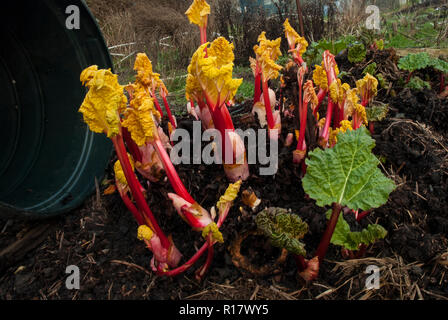 How to grow forced champagne rhubarb in early spring under a dustbin for early picking and enhanced flavour. Bright pink stalks, yellow leaves. Stock Photo