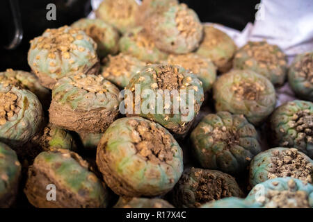 Peyote harvested cactus with mescaline isolated Stock Photo