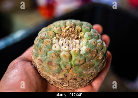 Peyote harvested cactus with mescaline isolated Stock Photo