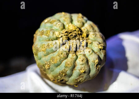 Peyote harvested cactus with mescaline isolated Stock Photo