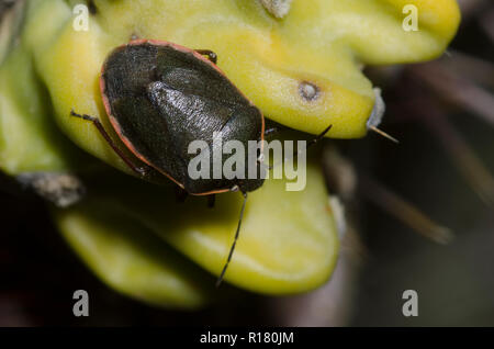 Conchuela Bug, Chlorochroa ligata, on cholla, Cylindropuntia imbricata Stock Photo