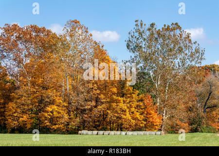 Rolls of hay on the edge of a field are topped with colorful tall trees displaying beautiful fall foliage. Stock Photo