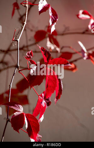 Red autumn ivy leaves on a brown blurred background. Greece Stock Photo