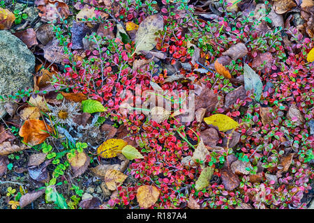 Autumn colours Stock Photo