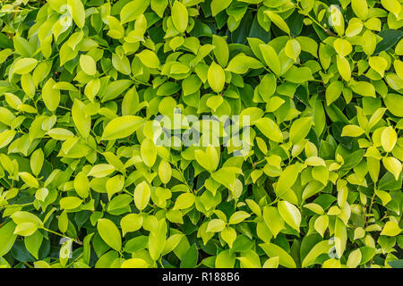 Fresh green leaves. Nature and ecology concept, perfect leaves Stock Photo