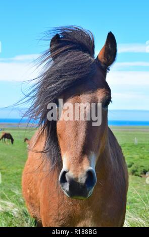 Portrait of a cute Icelandic horse. Bay. Icelandic landscape in the background. Stock Photo