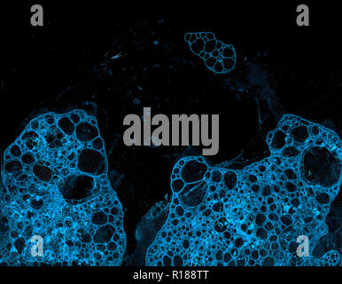 Abstract grunge cellular background against black background Stock Photo