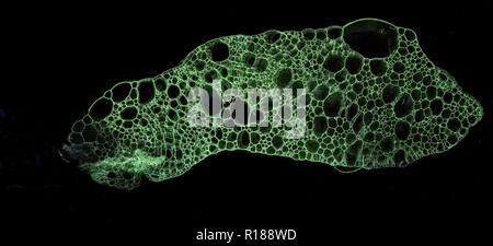 Abstract grunge cellular background against black background Stock Photo