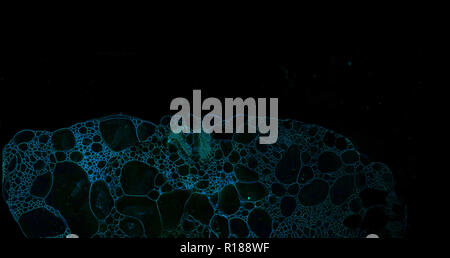 Abstract grunge cellular background against black background Stock Photo