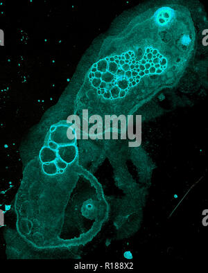 Abstract grunge cellular background against black background Stock Photo