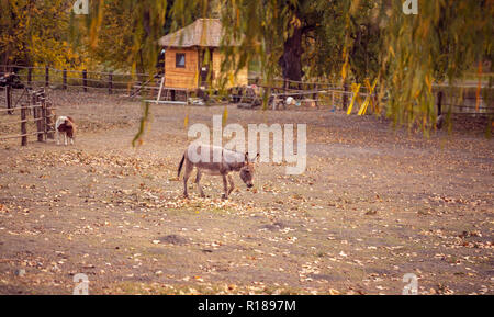 donkey and a horse on a farm outdoors - pet animal