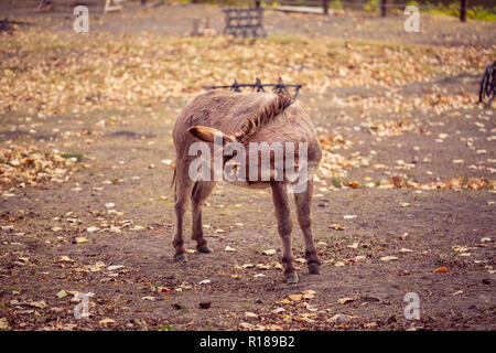 The brown donkey domesticated member of the horse family Stock Photo