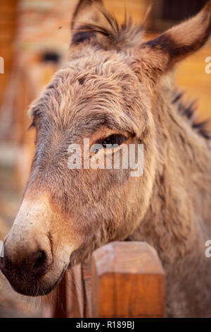 beautiful brown donkey domesticated member of the horse family Stock Photo