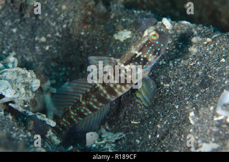 Ventral-Barred Shrimpgoby, Cryptocentrus sericus, at hole entrance on sand, Aer Perang dive site, Lembeh Straits, Sulawesi, Indonesia Stock Photo