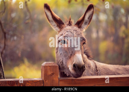 funny brown donkey domesticated member of the horse family Stock Photo