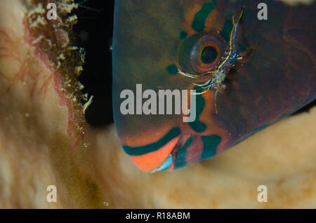 Rock Shrimp, Urocaridella sp, cleaning eye of Parrotfish, Scaridae Family, Tanjung Slope dive site, Lembeh Straits, Sulawesi, Indonesia Stock Photo