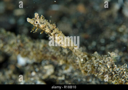 Shortpouch Pygmy Pipehorse, Acentronura brevipurula Aer Perang dive site, Lembeh Straits, Sulawesi, Indonesia Stock Photo