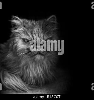 Young persian cat looking angry  - Black and white portrait. Stock Photo