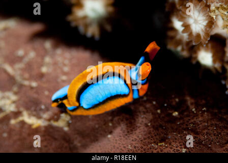 Orange-edged Sapsucking Slug, Thuridilla lineolata, Nudi Retreat dive site, Lembeh Straits, Sulawesi, Indonesia Stock Photo
