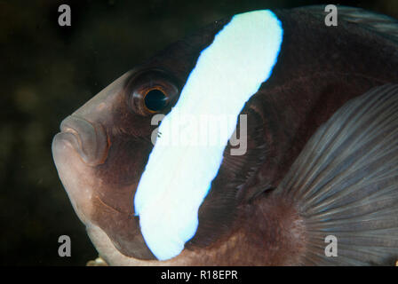 Saddleback Anemonefish, Amphiprion polymnus, in anemone, TK1 dive site, Lembeh Straits, Sulawesi, Indonesia Stock Photo