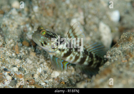 Ventral-Barred Shrimpgoby, Cryptocentrus sericus, at hole entrance on sand, Serena Besar dive site, Lembeh Straits, Sulawesi, Indonesia Stock Photo