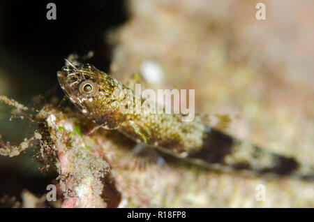 Slender Lizardfish, Saurida gracilis, on coral, Jiko Lemong dive site, Lembeh Straits, Sulawesi, Indonesia Stock Photo