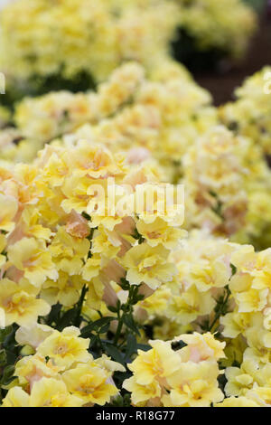 Snapdragon F1 Twinny Shades Yellow flowers. Stock Photo
