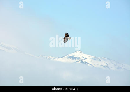 A bald eagle flying through the air above the mist covered mountains of Unalaska Island, Aleutian islands chain, Alaska, United States. Stock Photo