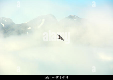 A bald eagle flying through the air above the mist covered mountains of Unalaska Island, Aleutian islands chain, Alaska, United States. Stock Photo