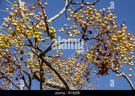 Chinaberry tree Melia azedarach, ripening berries Stock Photo