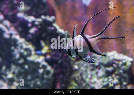 rare endangered banggai cardinalfish tropical fish from banggai island indonesia Stock Photo