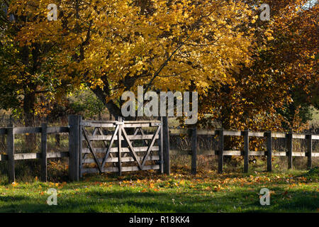 A Line of Trees Alongside a Wooden Post and Rail Fence in Autumn Stock Photo