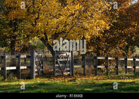 A Line of Trees Alongside a Wooden Post and Rail Fence in Autumn Stock Photo