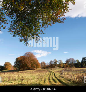 A Stand of Beech Trees (Fagus Sylvatica) in a Filed in Sunshine in Rural Aberdeenshire in Autumn Stock Photo