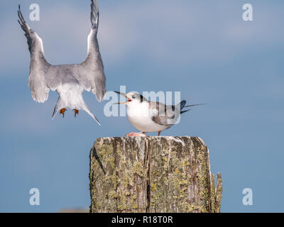 Common tern, Sterna hirundo, adult leaving juvenile standing on wooden pole, De Kreupel, Netherlands Stock Photo