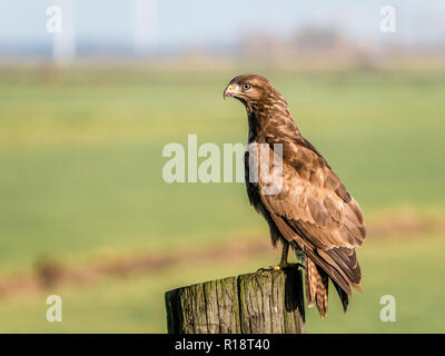 Portrait of Buzzard, Buteo buteo, perching on wooden pole in farmland, Eempolder, Netherlands Stock Photo