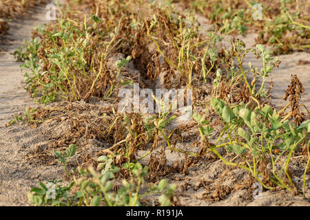 In the hot summer, the dryness destroys the cultivated potatoes in Soest, North Rhine Westphalia, Germany. The plants are dried up in the rows on the  Stock Photo