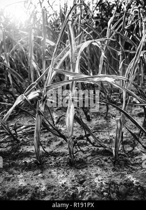 In the hot summer, the dryness destroys the cultivated maize in Soest, North Rhine Westphalia, Germany. The plants dry up from the bottom upwards. The Stock Photo