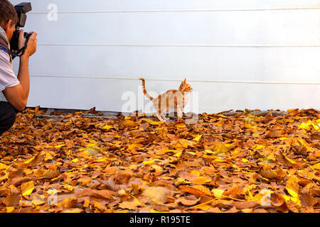Little red kitten standing on autumn leaves, which is photographed by a person on a digital camera. Selective focus outdoors image