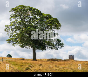 Tree and The Cage tower of the National Trust Lyme in the distance in the Peak District, Cheshire, UK Stock Photo
