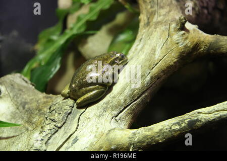 Green and Golden Bell Frog in Taronga Zoo, Sydney Stock Photo