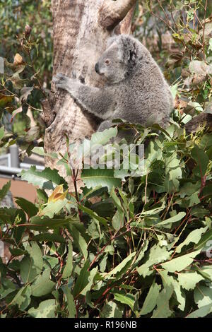 Koala in Taronga Zoo, Sydney Stock Photo