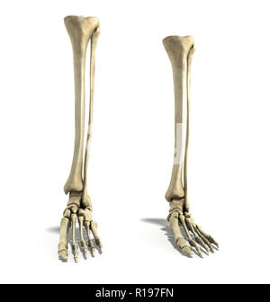 medical accurate 3d rendering  illustration of the foot bones Stock Photo