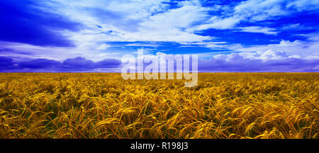 Cornfield in South Africa Stock Photo