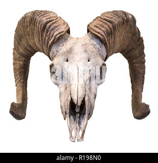 An Isolated Ram's Skull With Horns And A White Background Stock Photo