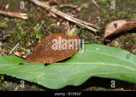 Giant European Red Slug  after the rain Stock Photo